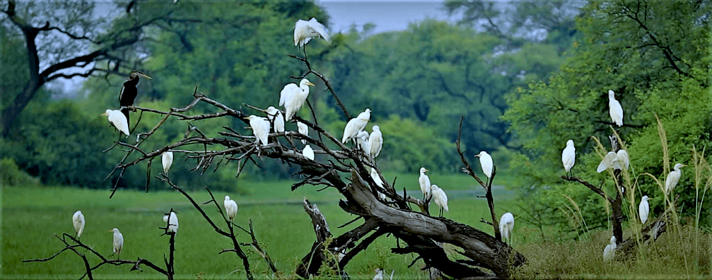 Bharatpur_Bird_Sanctuary_4967.png