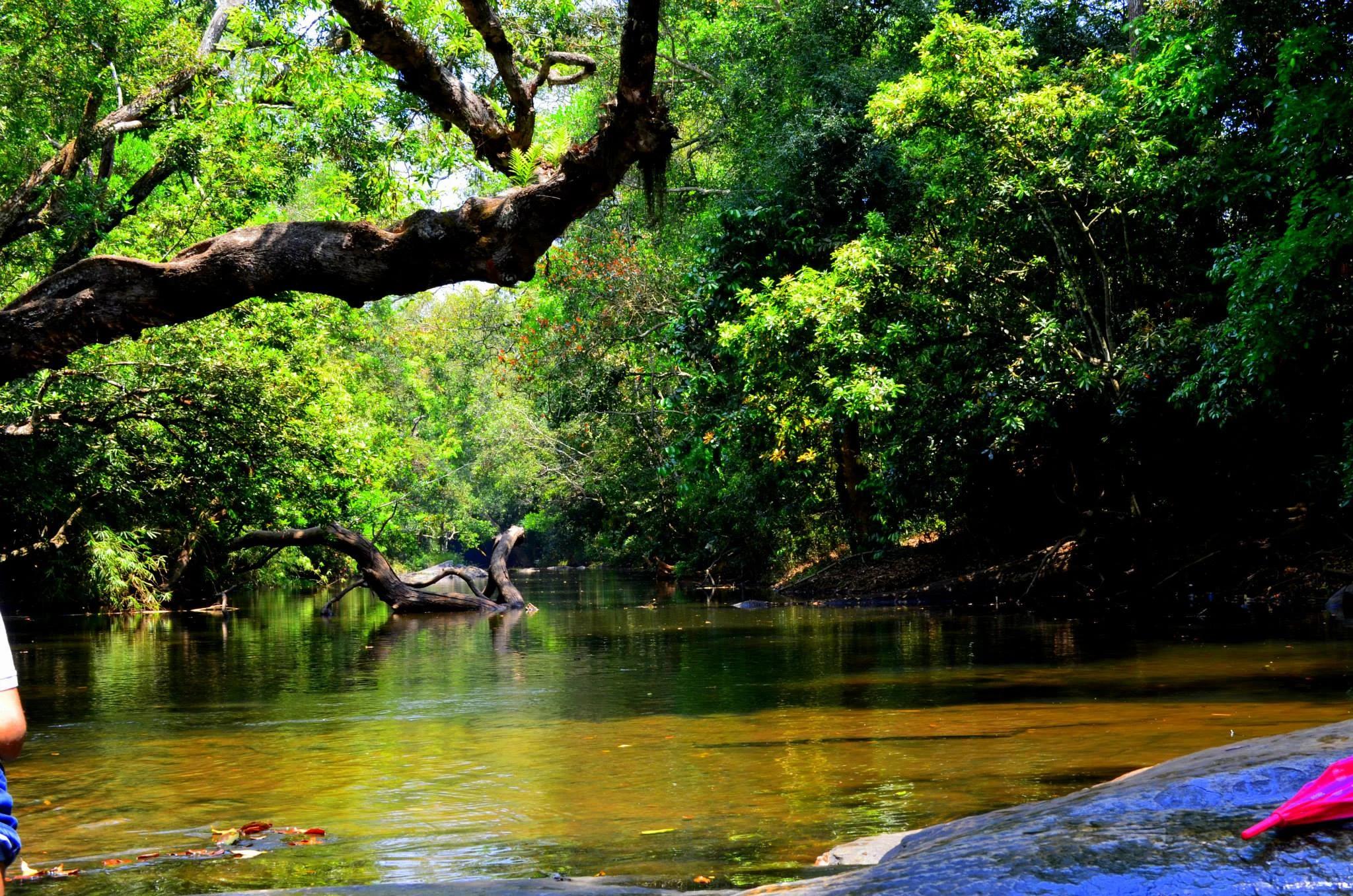 Coorg Forest