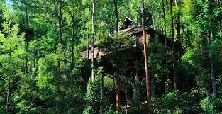 Coorg treehouse
