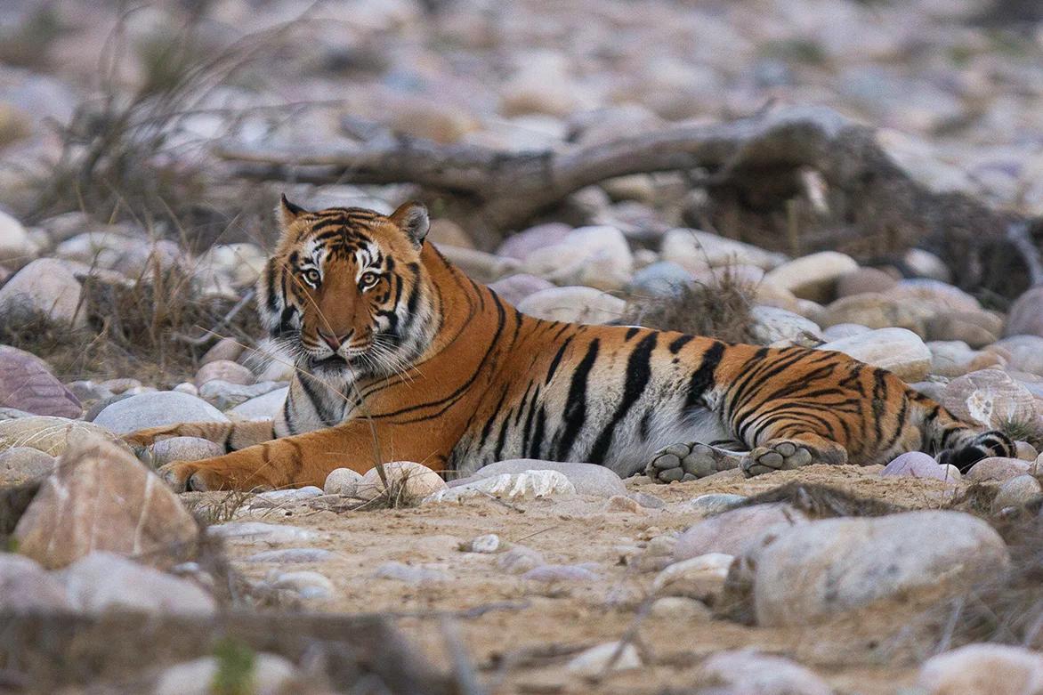 Tiger at river bed